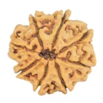 8 Mukhi Rudraksha 29mm 6.68gm - Rudraksha back