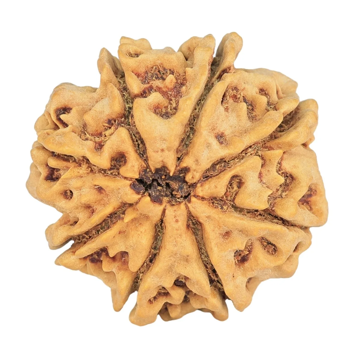 8 Mukhi Rudraksha 29mm 6.68gm - Rudraksha back
