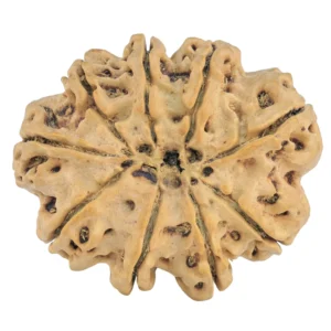 9 Mukhi Rudraksha 32.8mm 6.46gm - Rudraksha back