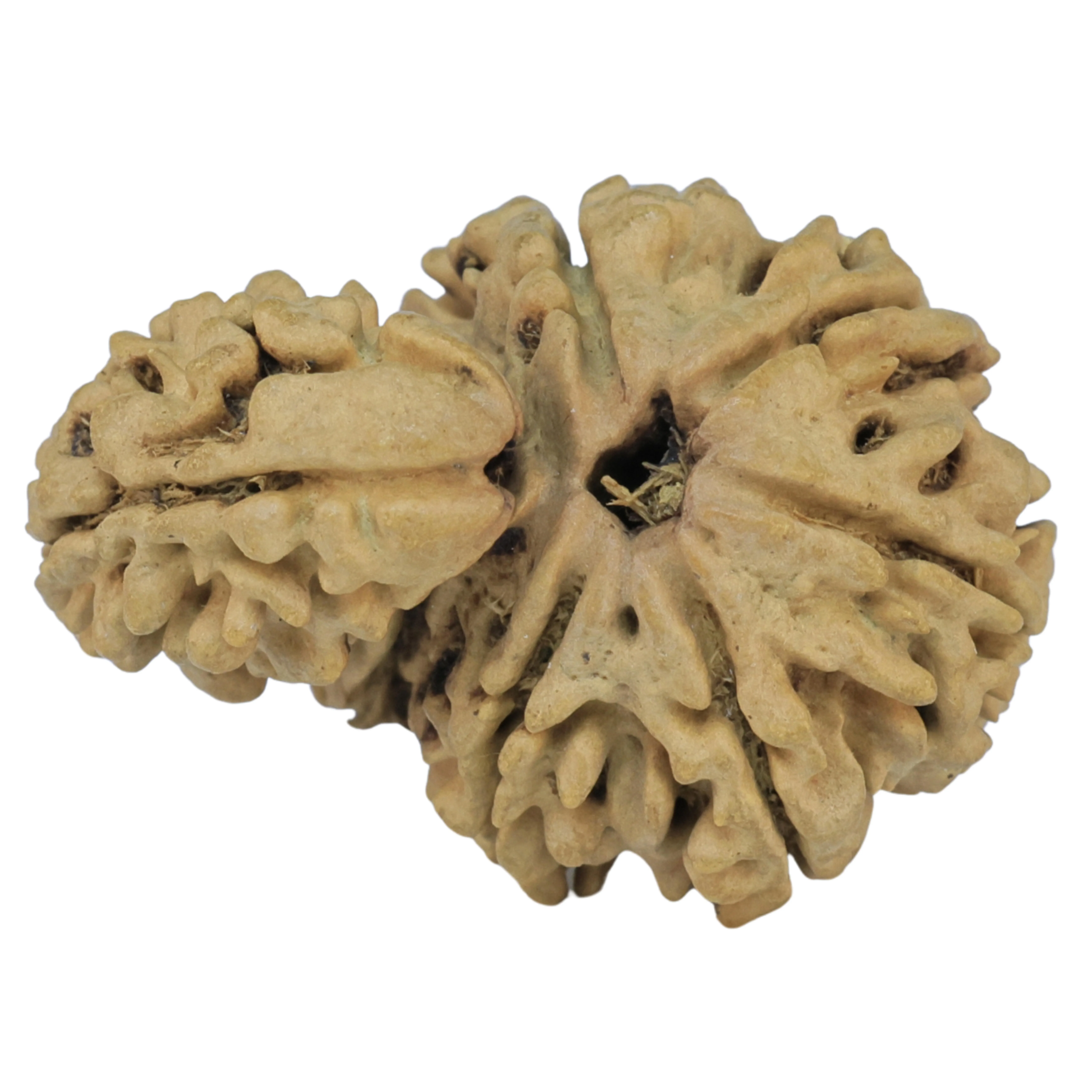 Sawar/Ganesh ( 5+1 ) 30.7mm 3.52gm - Rudraksha back