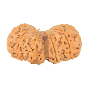 rudraksha_back_image-lGs6c.jpg 10 Mk Gaurishankar 40.6mm 9.16gm - Rudraksha back
