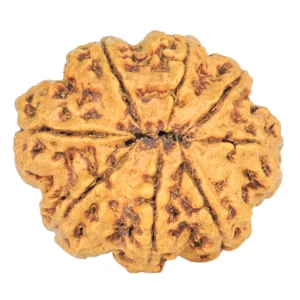 8 Mukhi Rudraksha 25.3mm 3.68gm - Rudraksha back