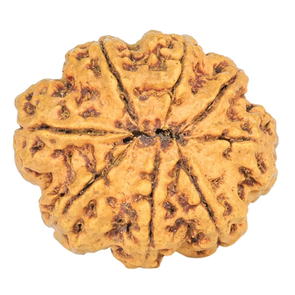 8 Mukhi Rudraksha 25.3mm 3.68gm - Rudraksha back
