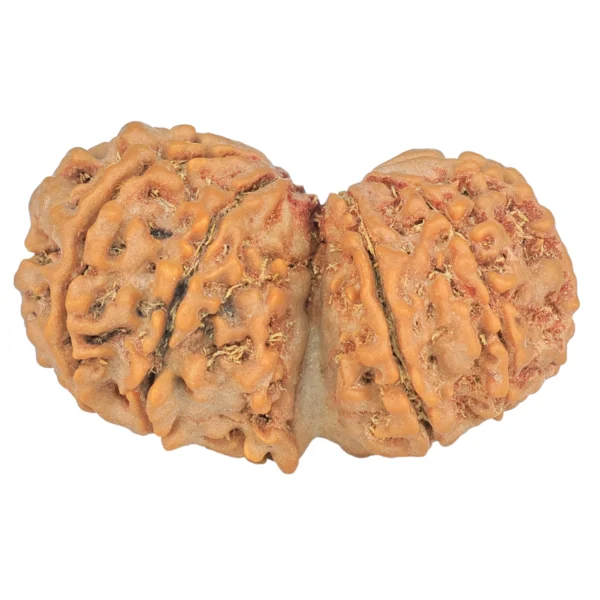 12 MK Gaurishankar 36.5mm 7.12gm - Rudraksha back