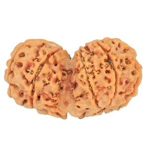 10 Mk Gaurishankar 37.6mm 7gm - Rudraksha back
