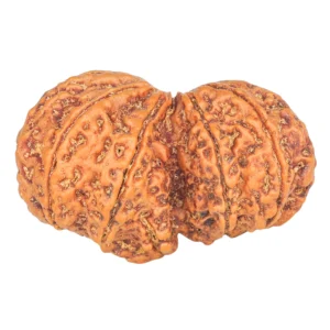 10 Mk Gaurishankar 37.8mm 8.35gm - Rudraksha back
