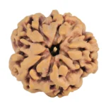 1MK(Underdeveloped) 22.1mm 3.7gm - Rudraksha back