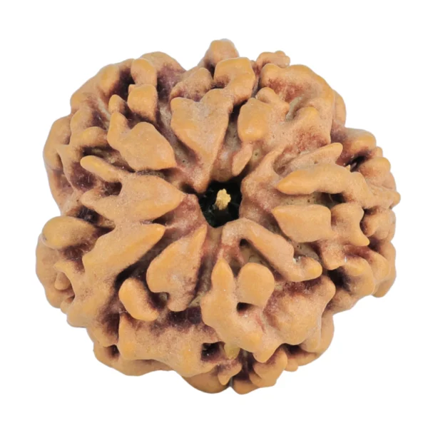 1MK(Underdeveloped) 22.1mm 3.7gm - Rudraksha back