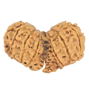 13 MK Gaurishankar 39.2mm 6.5gm - Rudraksha back