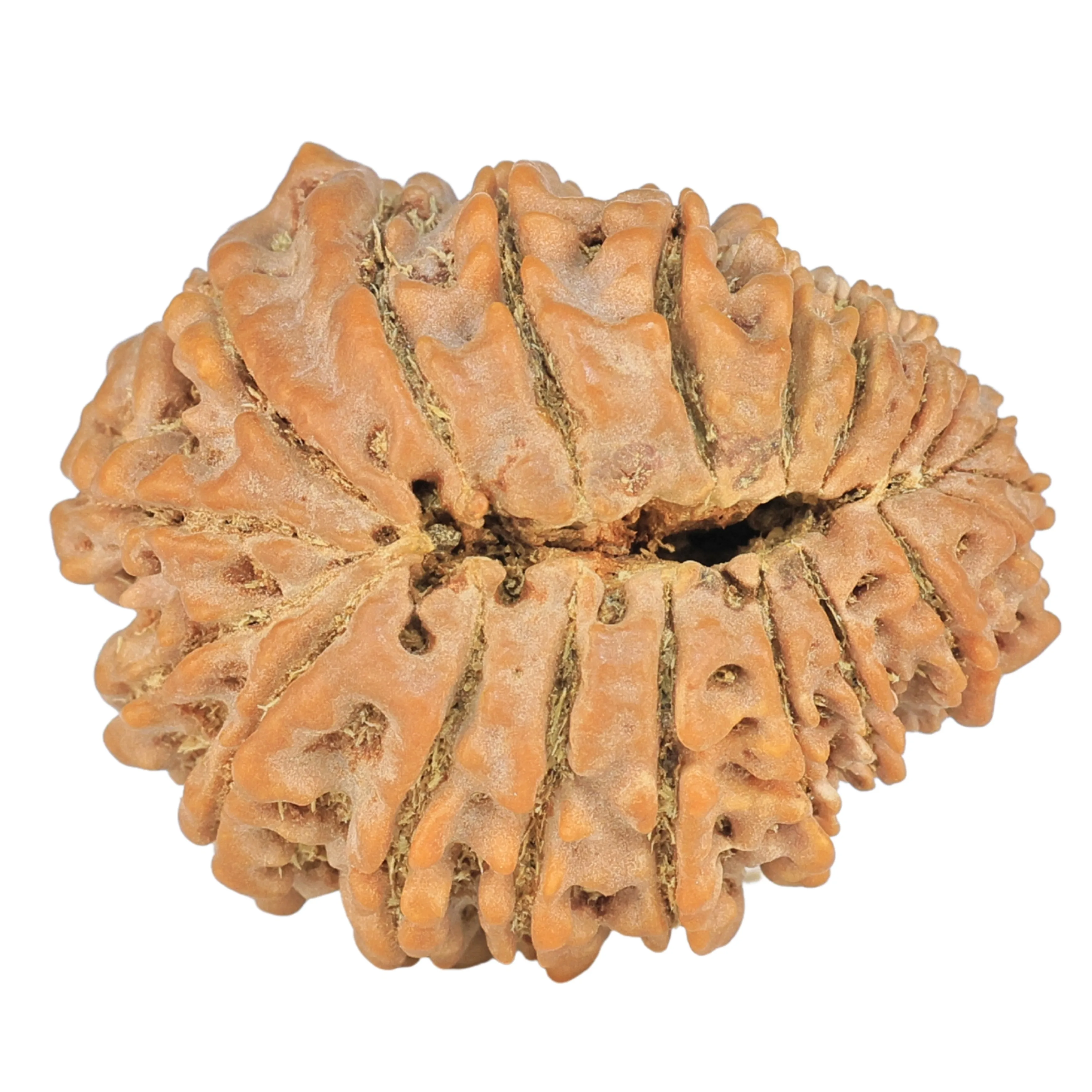 20 Mukhi Rudraksha 29.9mm 5.67gm - Rudraksha back