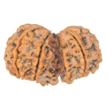 10 Mk Gaurishankar 39.4mm 8.58gm - Rudraksha back