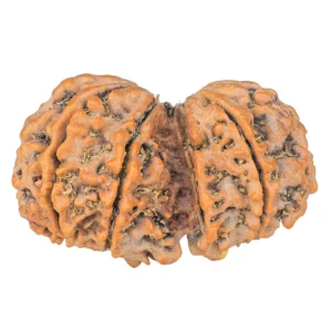 10 Mk Gaurishankar 39.4mm 8.58gm - Rudraksha back