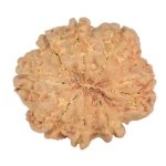 8 Mukhi Rudraksha 25.6mm 5gm - Rudraksha back