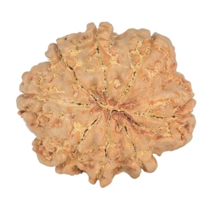 8 Mukhi Rudraksha 25.6mm 5gm - Rudraksha back