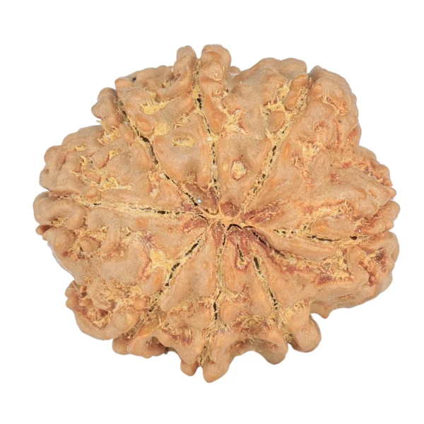 8 Mukhi Rudraksha 25.6mm 5gm - Rudraksha back