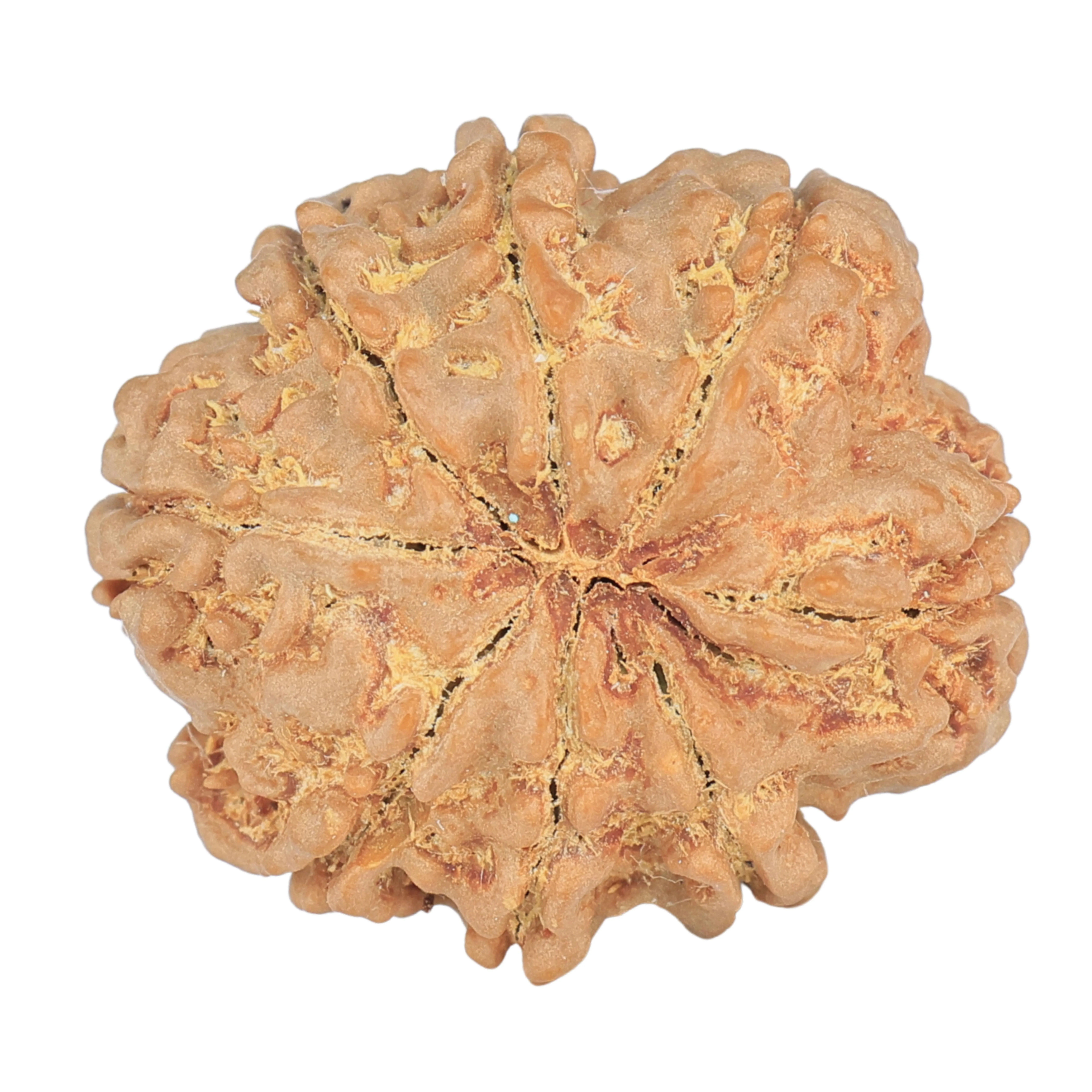 8 Mukhi Rudraksha 25.6mm 5gm - Rudraksha back