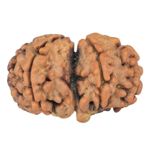 7 MK Gaurishankar 26.5mm 3gm - Rudraksha back