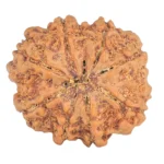 8 Mukhi Rudraksha 27.2mm 5.71gm - Rudraksha back
