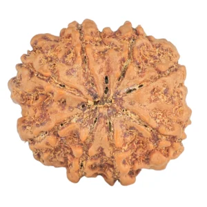 8 Mukhi Rudraksha 27.2mm 5.71gm - Rudraksha back
