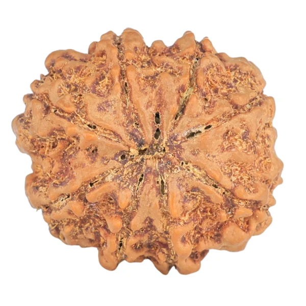 8 Mukhi Rudraksha 27.2mm 5.71gm - Rudraksha back