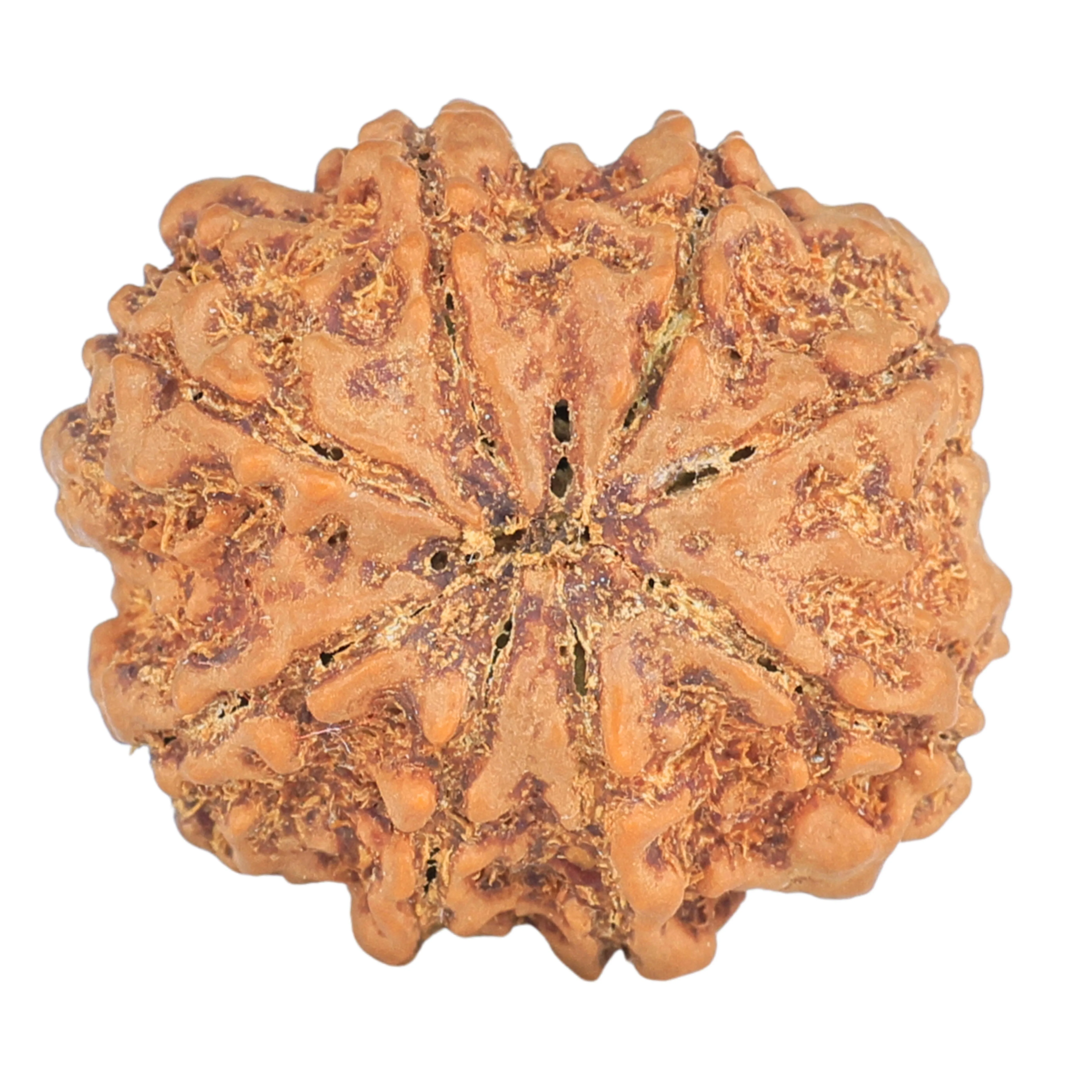 8 Mukhi Rudraksha 27.2mm 5.71gm - Rudraksha back