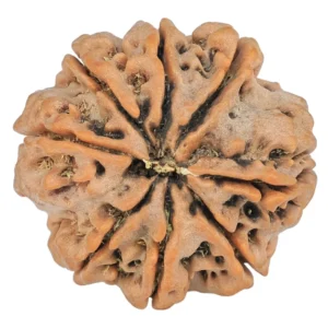8 Mukhi Rudraksha 26.8mm 6.61gm - Rudraksha back