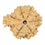 Sawar/Ganesh ( 6+1 ) 20.7mm 2.16gm - Rudraksha back