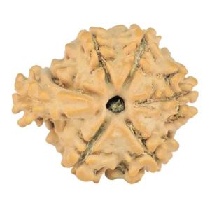 Sawar/Ganesh ( 6+1 ) 20.7mm 2.16gm - Rudraksha back