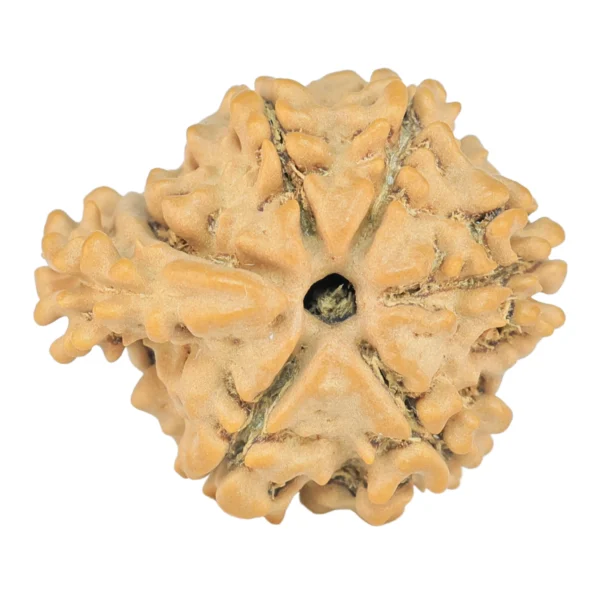 Sawar/Ganesh ( 6+1 ) 20.7mm 2.16gm - Rudraksha back