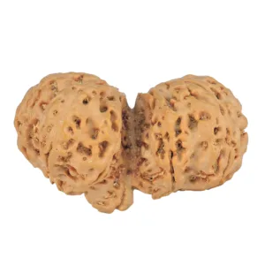 11 MK Gaurishankar 40.5mm 9.07gm - Rudraksha back