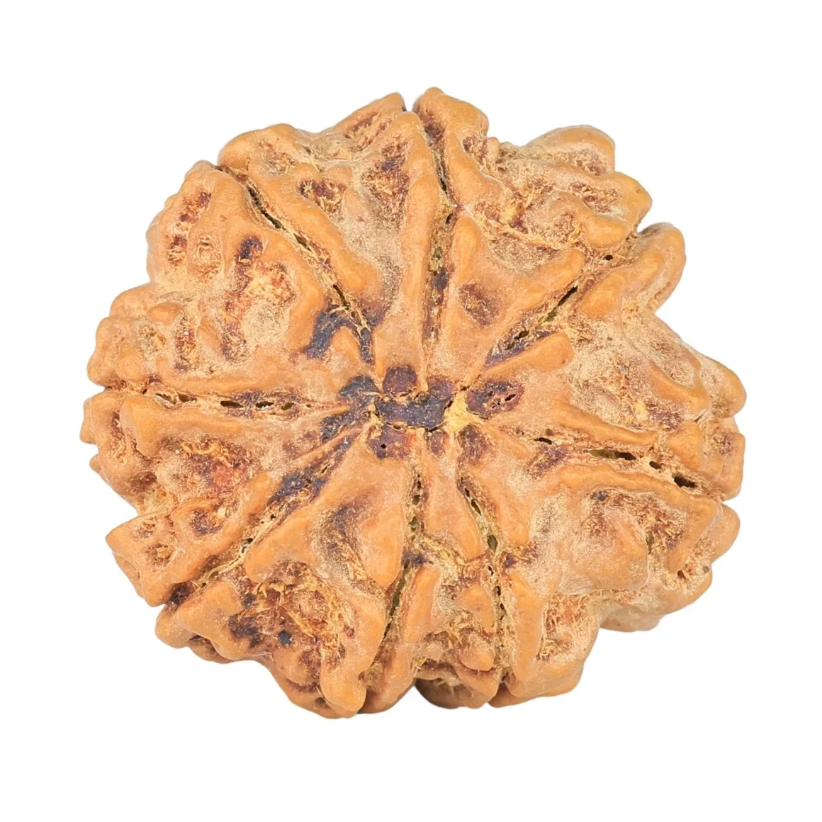 8 Mukhi Rudraksha 27.4mm 6.62gm - Rudraksha back
