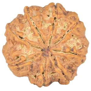 8 Mukhi Rudraksha 28.2mm 7.08gm - Rudraksha back