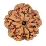1MK(Underdeveloped) 22.3mm 3.67gm - Rudraksha back
