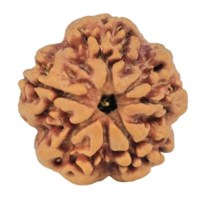1MK(Underdeveloped) 22.3mm 3.67gm - Rudraksha back