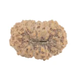 17 Mukhi Rudraksha 18.5mm 1.48gm - Rudraksha back