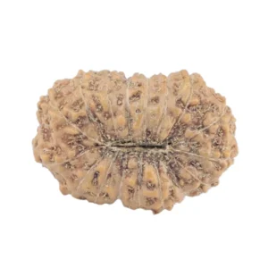 17 Mukhi Rudraksha 18.5mm 1.48gm - Rudraksha back