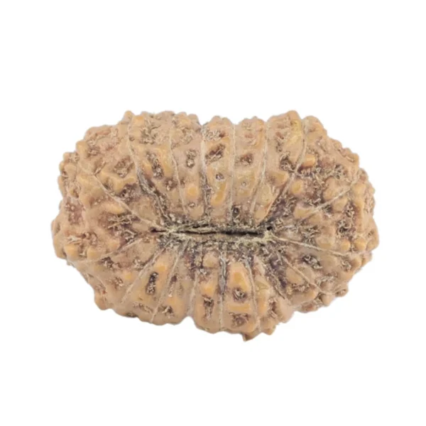 17 Mukhi Rudraksha 18.5mm 1.48gm - Rudraksha back