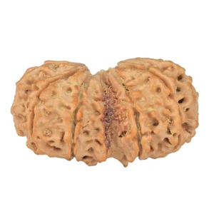 11 MK Gaurishankar 40.3mm 8.66gm - Rudraksha back