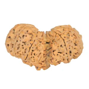 12 MK Gaurishankar 41.1mm 7.82gm - Rudraksha back