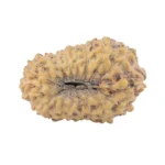 17 Mukhi Rudraksha 17.5mm 1.06gm - Rudraksha back