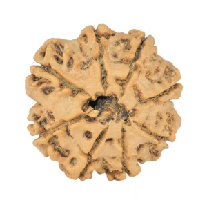 8 Mukhi Rudraksha 25.8mm 5.23gm - Rudraksha back