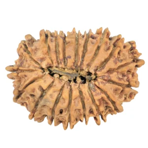 18 Mukhi Rudraksha 30mm 4.22gm - Rudraksha back