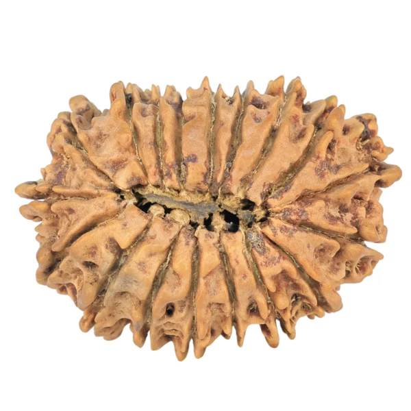 18 Mukhi Rudraksha 30mm 4.22gm - Rudraksha back