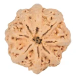 8 Mukhi Rudraksha 29.9mm 6.91gm - Rudraksha back