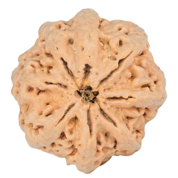 8 Mukhi Rudraksha 29.9mm 6.91gm - Rudraksha back