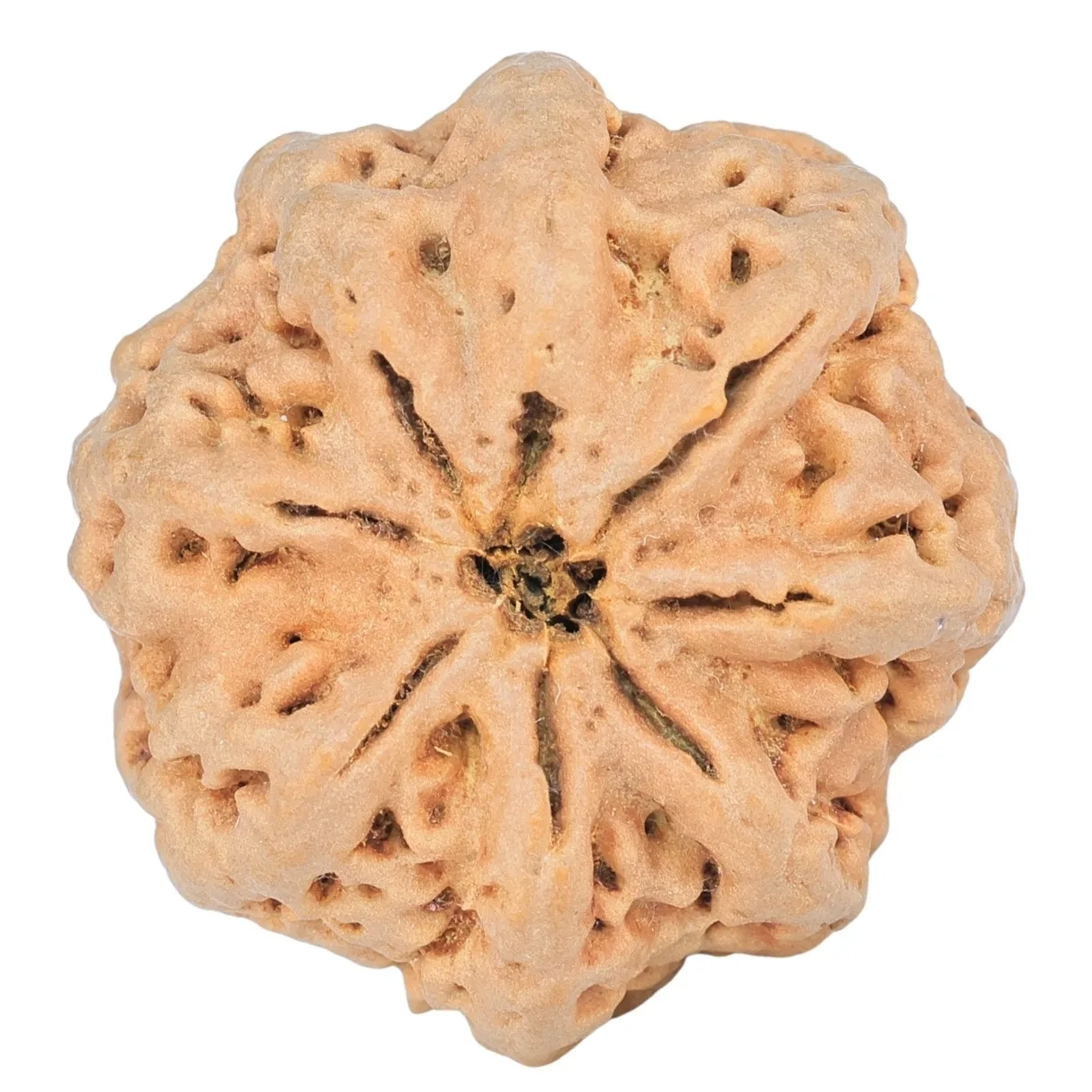 8 Mukhi Rudraksha 29.9mm 6.91gm - Rudraksha back