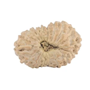 17 Mukhi Rudraksha 19.3mm 1.23gm - Origin: Indonesia - Rudraksha back