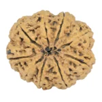 9 Mukhi Rudraksha 31.3mm 6.43gm - Rudraksha back