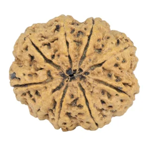 9 Mukhi Rudraksha 31.3mm 6.43gm - Rudraksha back