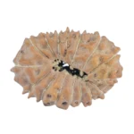 16 Mukhi Rudraksha 18.5mm 1.24gm - Rudraksha back